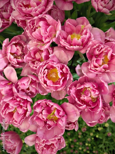 Closeup petals of field pink tulips in garden with blurred background  macro image  sweet color for card design 