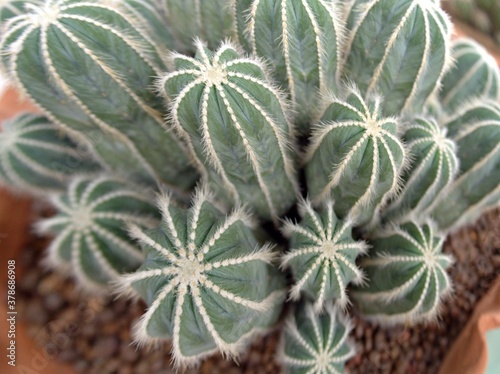 Closeup macro cactus Uebelmannia pectinifera, parodia magnifica desert plants in pot for background	 photo