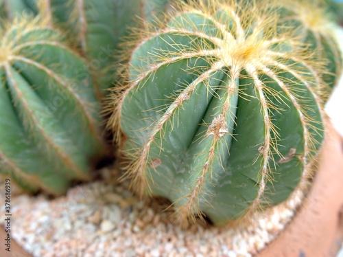 Closeup macro cactus Uebelmannia pectinifera, parodia magnifica desert plants in pot for background photo
