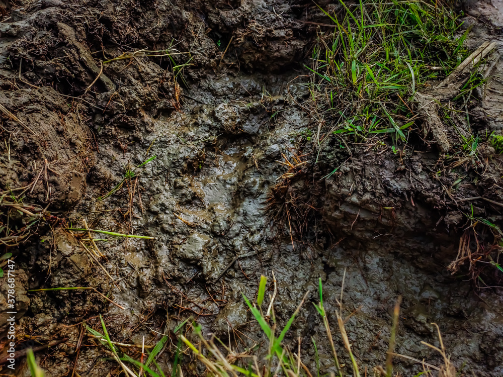 This is the extreme detail muddy soil close-up shot in the paddy field in a winter morning. This is the extreme detail muddy soil close-up shot in the paddy field in a winter morning.
