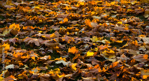 Autumn leaves on the ground. Fall background concept. Maple, red, yellow foliage.