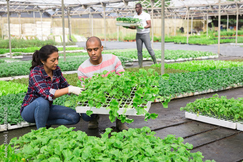 Latin farmer couple engaged in cultivation of organic vegetables in greenhouse checking young seedlings