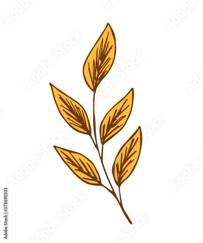Hand-drawn vector drawing. Branch with autumn leaves isolated on white background. For seasonal design, element of nature, falling leaves.