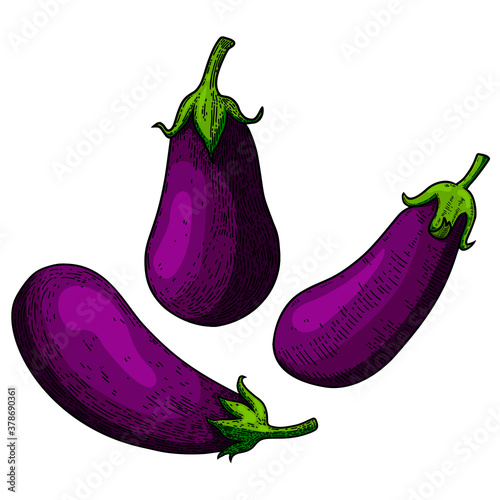 Set of Illustration of  eggplant in engraving style. Design element for poster, card, banner, menu. Vector illustration