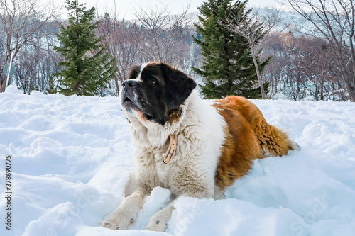 Saint Bernard dog in winter siting on white snow ground with background of forest at kiroro sky resort, Hokkaido, Japan