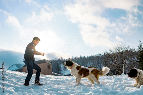 Man is training Saint Bernard dog in winter siting on white snow ground with background of forest at kiroro sky resort, Hokkaido, Japan photo