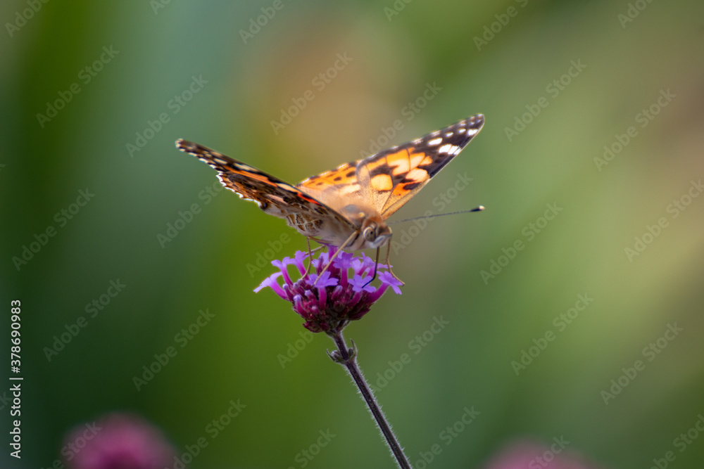 Close up of a beautiful butterfly on a flower in the garden at summer time Close up of a beautiful butterfly on a flower in the garden at summer time
