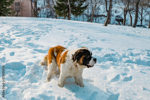 Fototapeta Naklejka Na Ścianę i Meble -  Saint Bernard dog in winter siting on white snow ground with background of forest at kiroro sky resort, Hokkaido, Japan