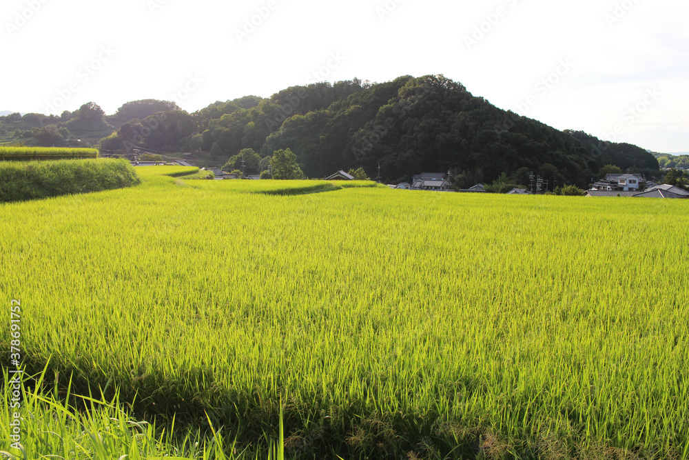 Green landscape of paddy field in Asuka, Nara