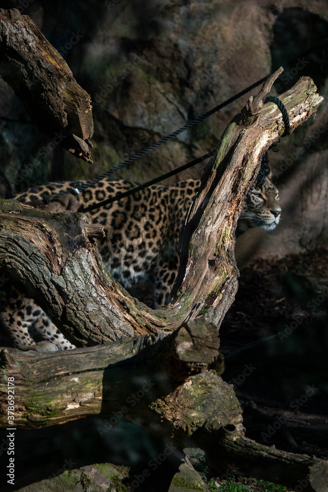 Leopard and tree
