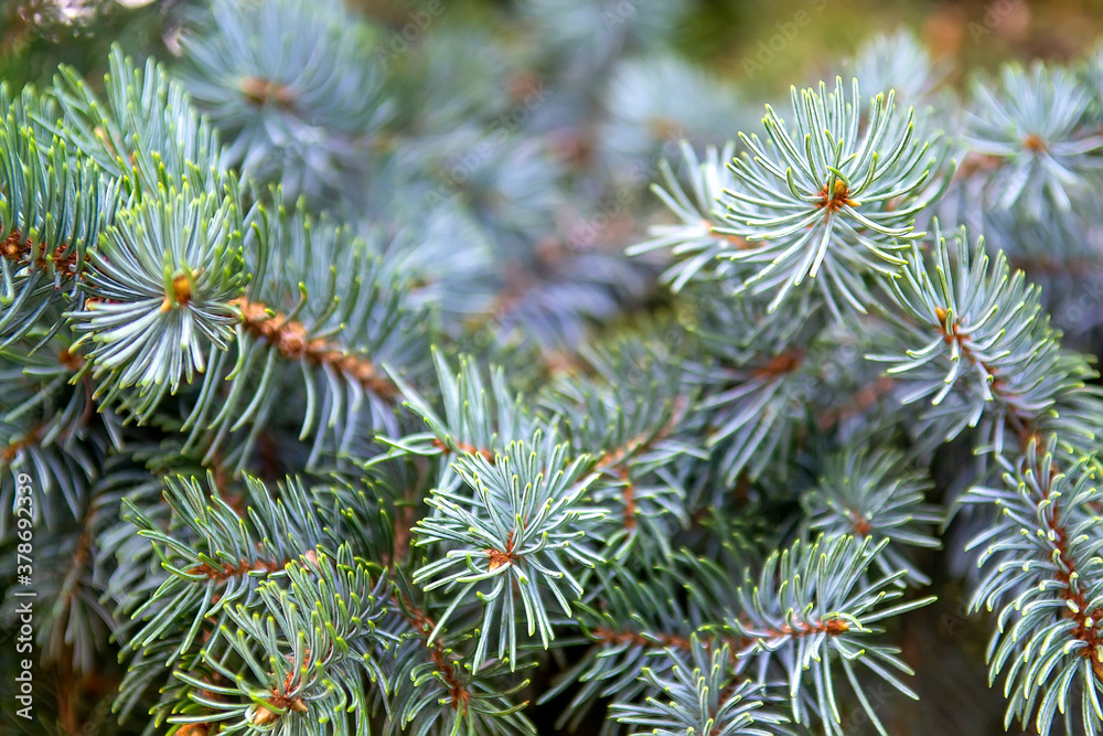 Branches of colorado blue spruce. Selective focus Branches of colorado blue spruce. Selective focus