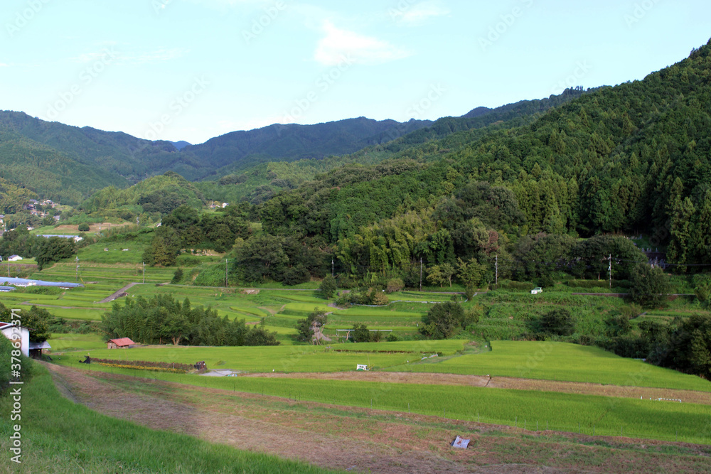 Lush rice terrace in Asuka, Nara, Japan Lush rice terrace in Asuka, Nara, Japan