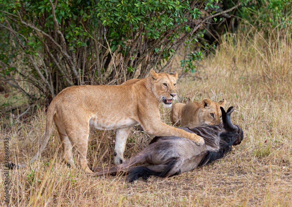 Two young lioness made a wildebeest kill seen at Masai Mara, Kenya, Africa Two young lioness made a wildebeest kill seen at Masai Mara, Kenya, Africa