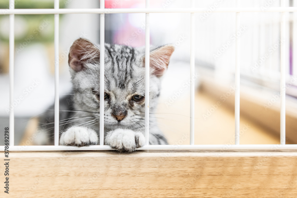 British short kitten with claws lying in a cage looking outside 