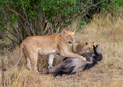 Two young lioness made a wildebeest kill seen at Masai Mara  Kenya  Africa