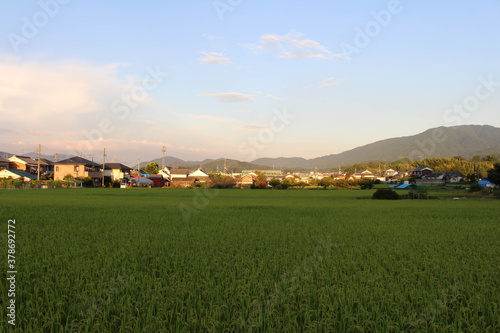 Paddy field and housing area in Asuka, Nara photo