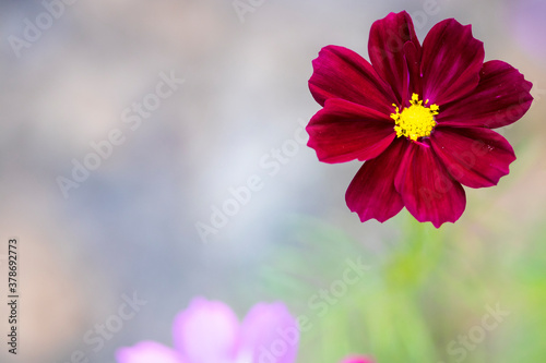 background nature texture colorful red cosmos flowers in garden photograph postcard style 