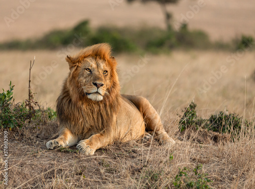 Male Lion sitting on a mount seen at Masai Mara  Kenya  Africa