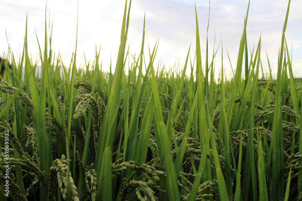 Obraz premium Grains of Japanese rice during sunset