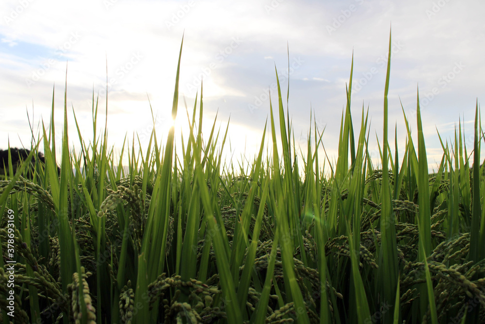 Grains of Japanese rice during sunset