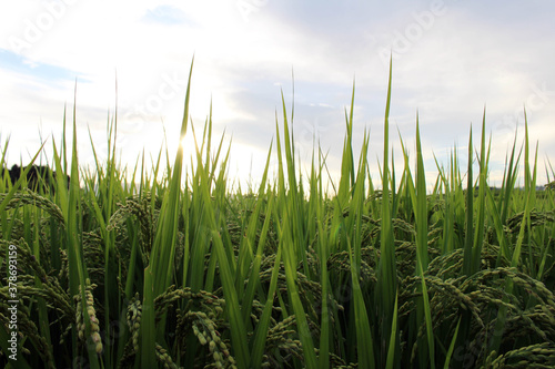 Grains of Japanese rice during sunset