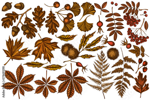 Vector set of hand drawn colored fern, dog rose, rowan, ginkgo, maple, oak, horse chestnut, chestnut, hawthorn