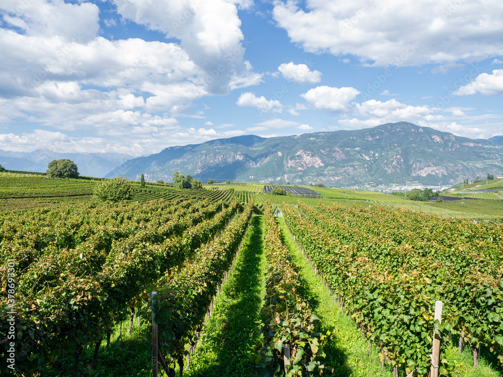Amazing landscape at the vineyards of the Trentino Alto Adige in Italy. The wine route. Natural contest. Rows of vineyards. South Tyrolean wine culture