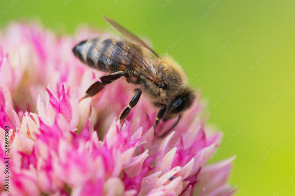 Honey bees collect pollen Spiraea flower. Macro shot. Honey bees collect pollen Spiraea flower. Macro shot.