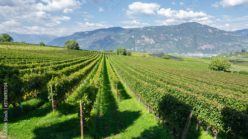 Amazing landscape at the vineyards of the Trentino Alto Adige in Italy. The wine route. Natural contest. Rows of vineyards. South Tyrolean wine culture