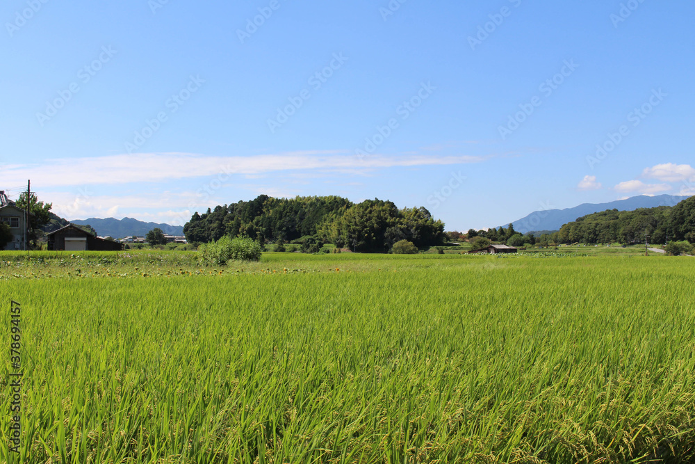 Green paddy field in sunny and bright Asuka Green paddy field in sunny and bright Asuka