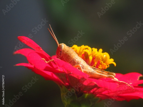 grasshopper on the flower for background or wallpaper