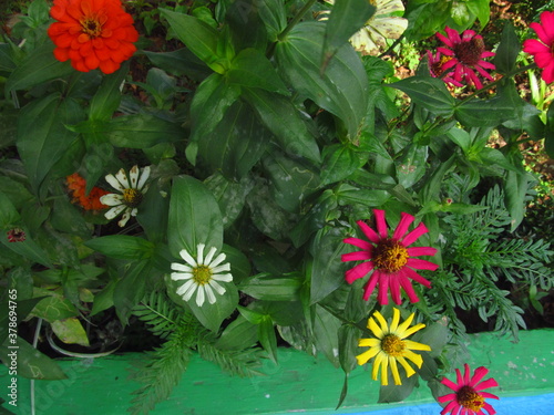 flowers in garden for wallpaper 
