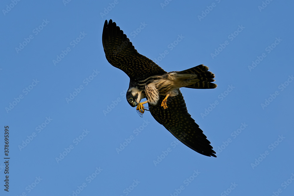 Fototapeta premium Eurasian hobby (Falco subbuteo)