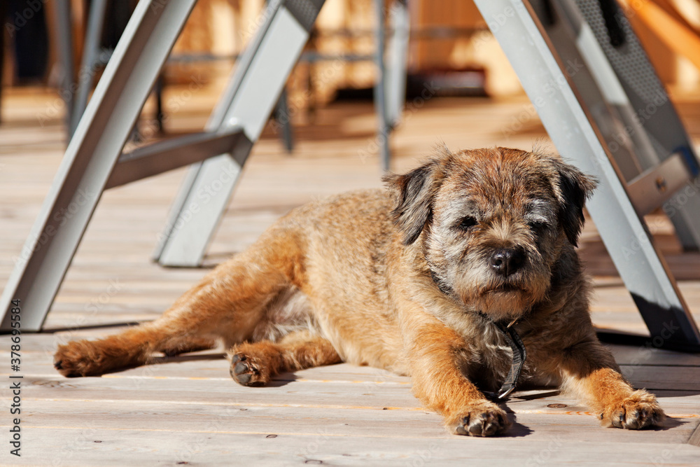 a small dog lying and lazing in the sun a small dog lying and lazing in the sun