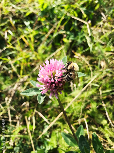 Bumblebee sitting on clover. Summer meadows, flower, bee. A picturesque colorful artistic image with a soft focus. © Lena