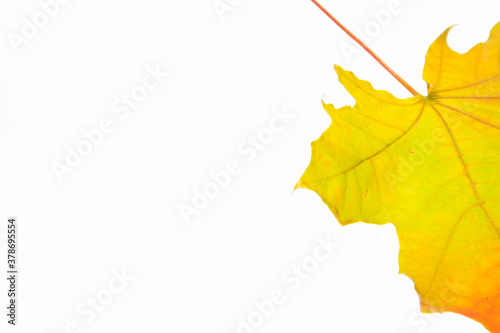 Autumn maple leaf isolated on the white background. Yellow and red leaf