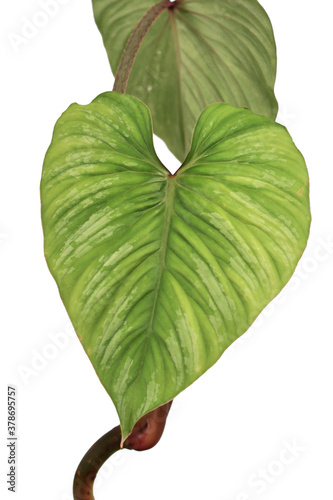 Close up of single leaf with silver pattern of rare tropical 'Philodendron Mamei' houseplant isolated on white background photo