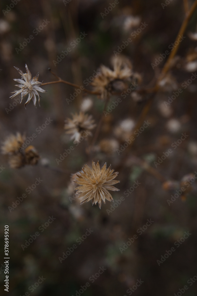 Obraz premium otoño