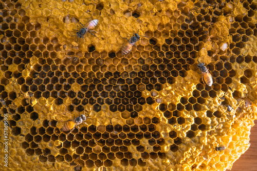  Working bees on the nature honeycomb with sweet honey.