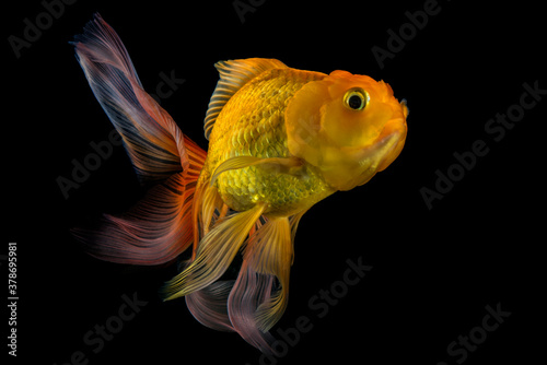  Goldfish isolated on black background.