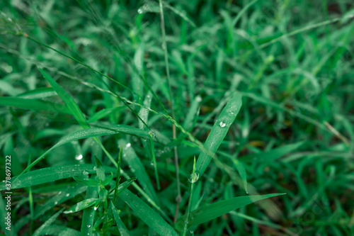 dew on grass