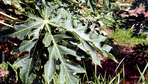 Close up of papaya leaves
