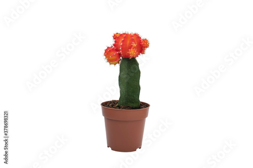 Fototapeta Naklejka Na Ścianę i Meble -  cactus with red flower in pot with clipping path