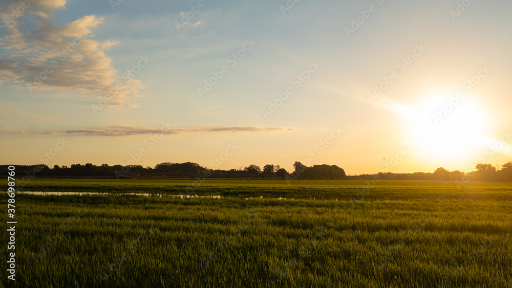 Sun shining flare on a green rice field plain landscape