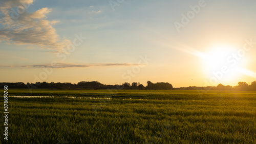 Sun shining flare on a green rice field plain landscape