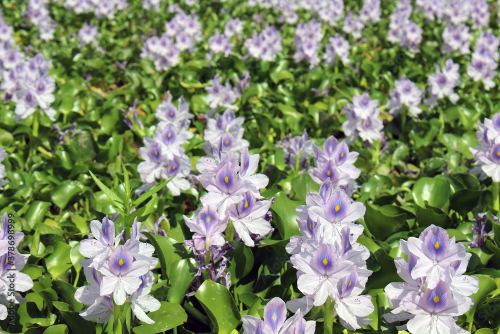 Fototapeta premium Purple flower of common water hyacinth