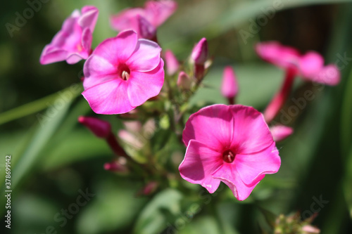 Close-up of pink Phlox in the garden on summer season