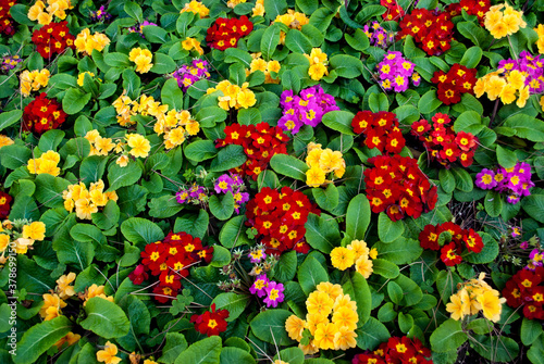 Collection of colorful flowers in bloom in a southern California garden © Khaleel