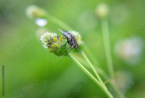 Fly Insect sit on green plant