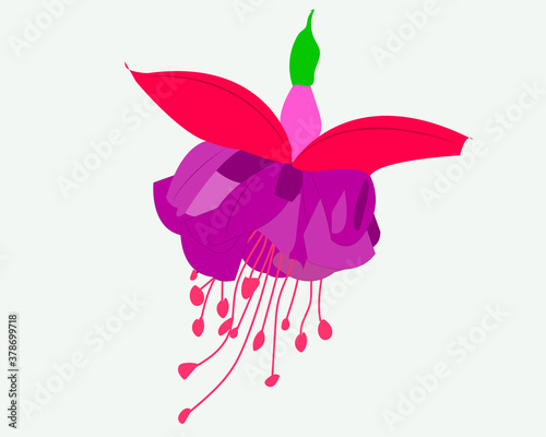 Fuchsia flower illustration